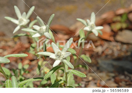 レブンウスユキソウの写真素材