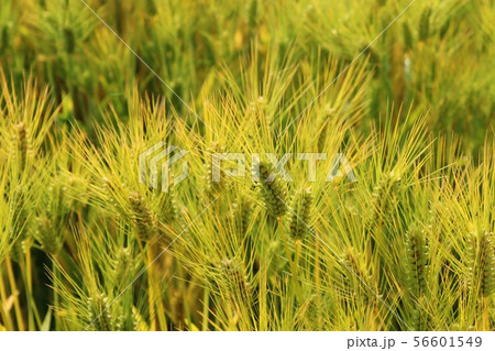 つむぎ 植物の写真素材