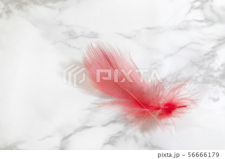 赤い羽根募金の写真素材