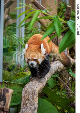 円山動物園の写真素材