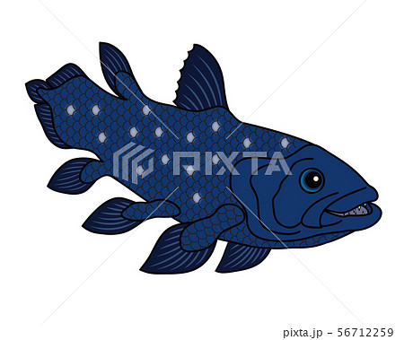 深海魚 イラスト かわいいの写真素材 Pixta