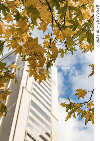 紅葉 プラタナス 葉 黄色の写真素材