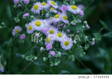 ハルシオン 花 雑草の写真素材