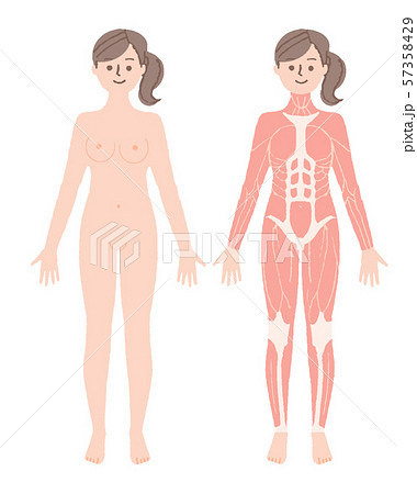ヌード 人体 女性 筋肉のイラスト素材