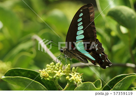 アオスジアゲハ アゲハチョウ 蝶 横向きの写真素材