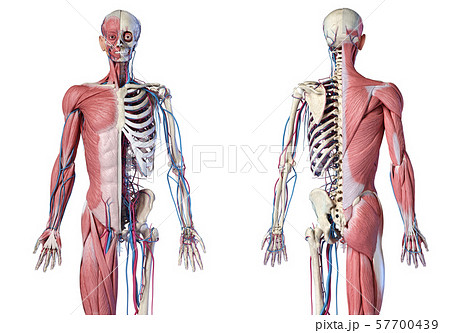 Human 3 4 Body Skeleton With Muscles Veins And Stock Illustration