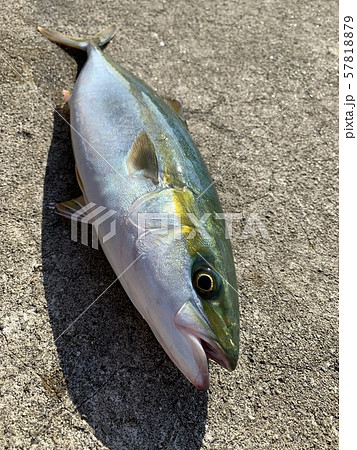 Tubasu fishing with light shore jigging lure - Stock Photo [57818885] -  PIXTA