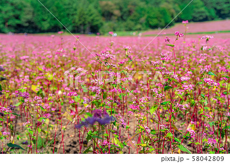 蕎麦の花 蕎麦畑 赤蕎麦の花 ピンク色の蕎麦の花の写真素材 - PIXTA