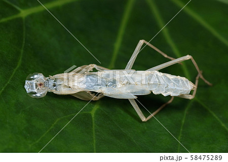 幼虫 カマキリ 脱皮 緑色の写真素材