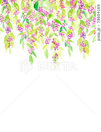 紫式部 花のイラスト素材