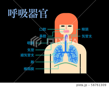 内臓 図 名称 人体図のイラスト素材