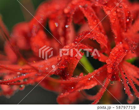 幽霊花 ゆうれいばな の写真素材