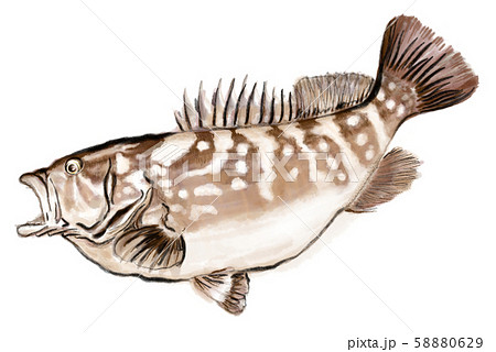 魚のアラ アラ 魚 クエの写真素材