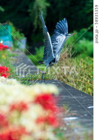 赤サギの写真素材