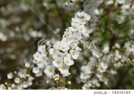 雪柳 白 コゴメバナ 白い花 小さい花 木 バラ科 小花の写真素材