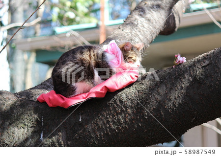 猫 桜猫 上野公園 ネコの写真素材