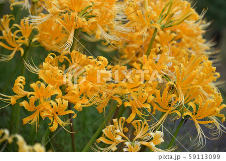 彼岸花 ショウキラン 植物 黄色の写真素材 - PIXTA