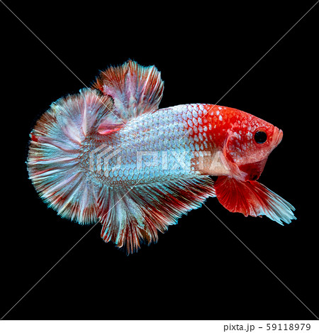 魚の尻尾の写真素材