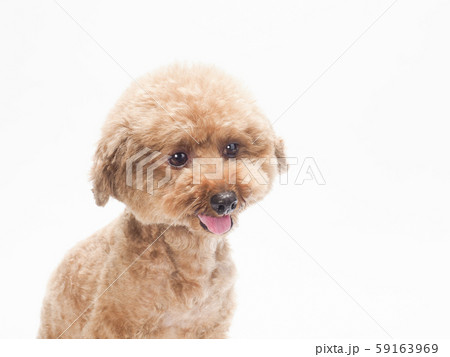 犬 トイプードル プードル かわいいの写真素材