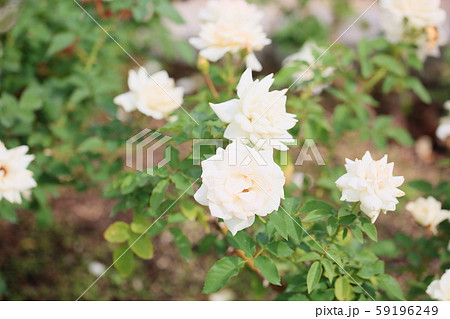 エーデルワイス 花の写真素材