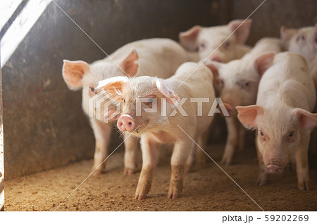豚の写真素材集 ピクスタ