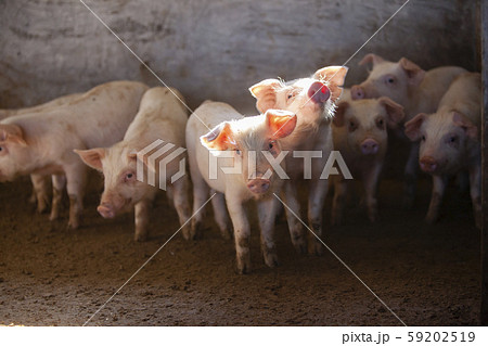 子豚の写真素材