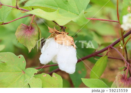 コットン 綿花 綿 花の写真素材