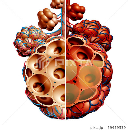 肺胞のイラスト素材