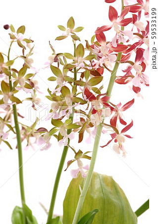 花 蘭 茶色 植物の写真素材