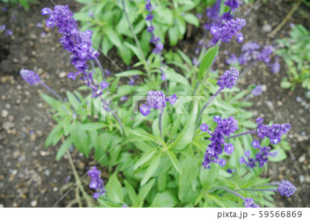 さるびあ 植物 シソ目シソ科 観賞用の写真素材