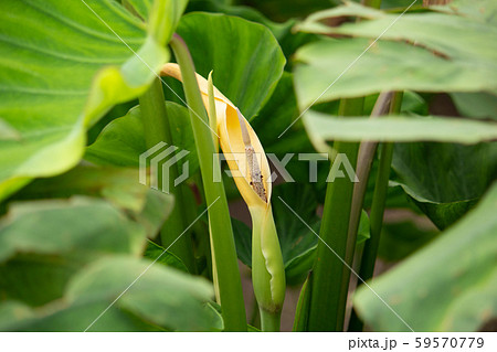 タロイモの葉の写真素材