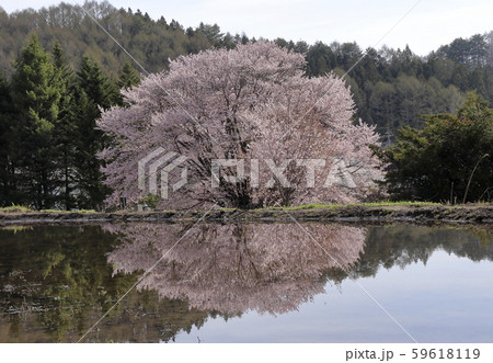 針山 天王桜 群馬 片品の写真素材