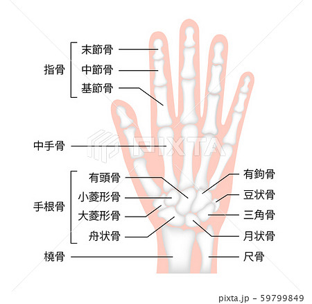 中手骨のイラスト素材