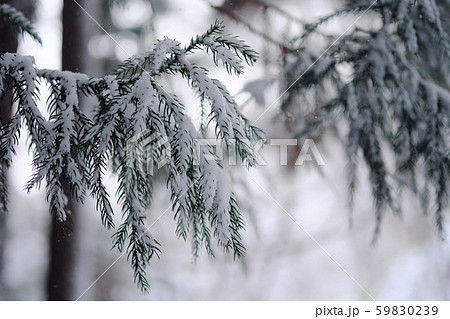 さわやか 朝 壁紙 雪景色の写真素材