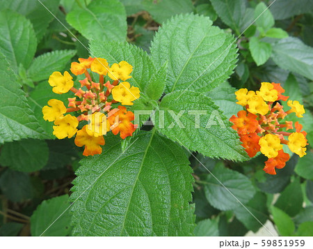 小さい紫陽花みたいな花の写真素材