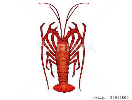 伊勢海老のイラスト素材