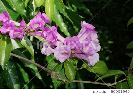 ガーリックバインの写真素材