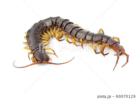 巨大ムカデの写真素材