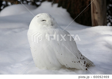 白フクロウの写真素材