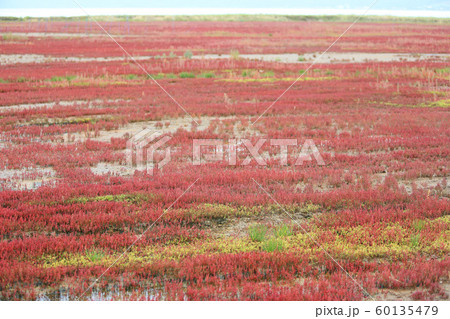 アッケシソウ 厚岸草 塩湿地 塩生植物の写真素材