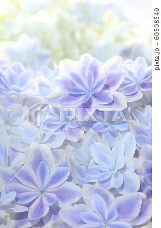 万華鏡紫陽花の写真素材