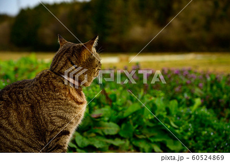 猫 後姿 キジトラ猫 家猫の写真素材