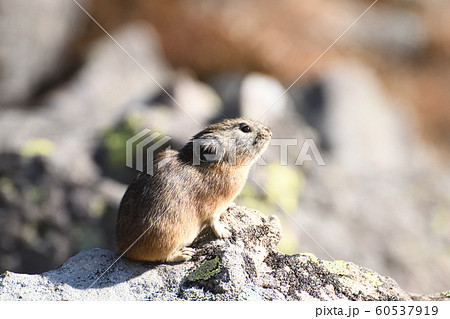 ナキウサギの写真素材