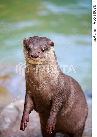 カワウソ 顔の写真素材