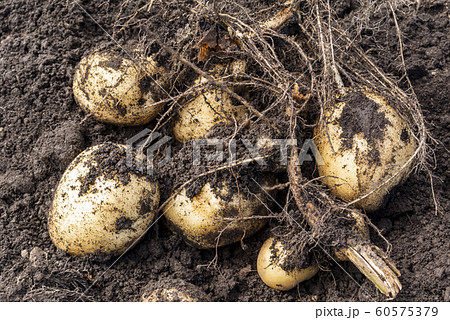 じゃが芋 野菜 土付き 掘りたての写真素材