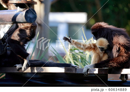 手長猿の写真素材
