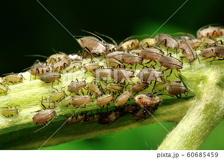 蟻 アブラムシ 共生 ありの写真素材