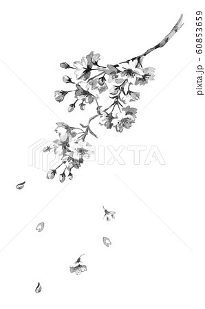 花 モノクロ 桜 和風のイラスト素材 Pixta