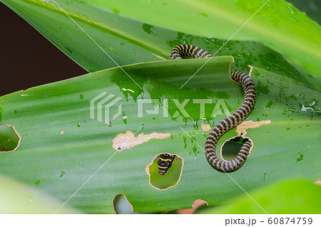 金色 ヘビ 蛇 毒の写真素材