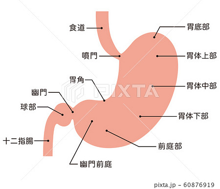 内臓 図 名称 人体図のイラスト素材